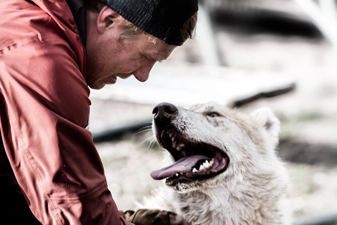 Husky cuddle at Fjälläventyr Dog Park - admission ticket - Key points before you book