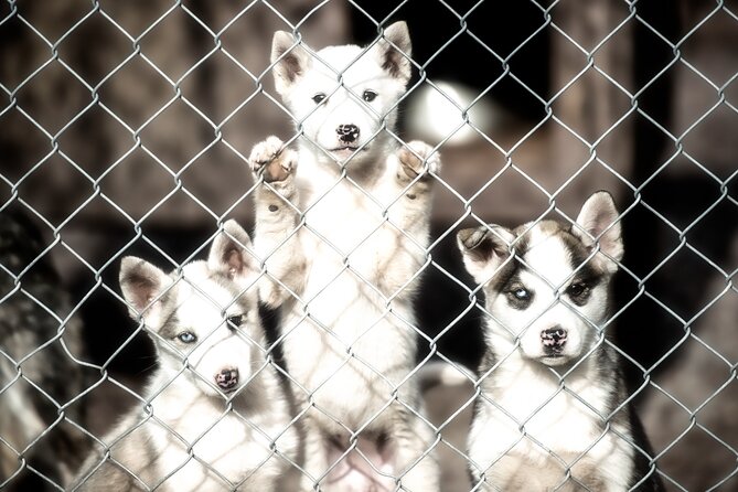 Husky cuddle at Fjälläventyr Dog Park - admission ticket - A lively welcome from a pack of 80-plus huskies