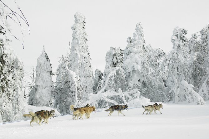 Husky Sledding Tour - Meeting the huskies at Avaträsk