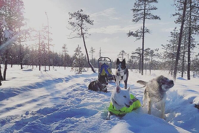 Husky Sledding Tour - Why the private format matters