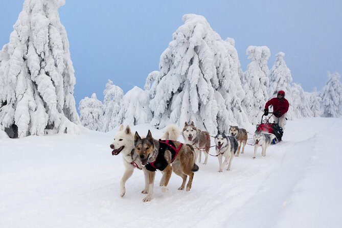 Husky Sledding Tour - Should you book Oatfield Huskies?