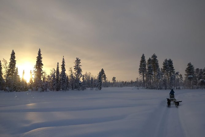 Husky Tour Sit and Drive Combo Tour from Kiruna - The dogs are more than transportation