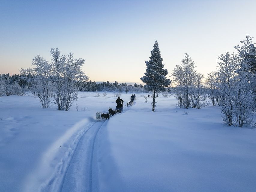 Kiruna: Guided Afternoon Drive Your Own Dog Sled Tour - A safety briefing before the snow trail