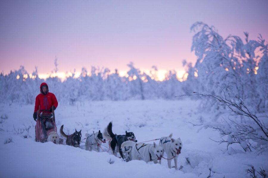 Kiruna: Guided Afternoon Drive Your Own Dog Sled Tour - Pickup details that matter in Kiruna