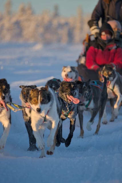 Kiruna: Morning Husky Sled Ride with Coffee Break - What the 2.5-hour Kiruna husky tour feels like