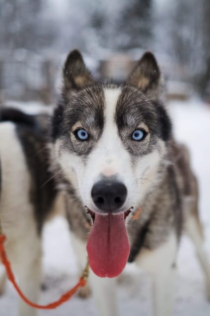 Kiruna: Morning Husky Sled Ride with Coffee Break - Meeting the Alaskan Huskies before the run