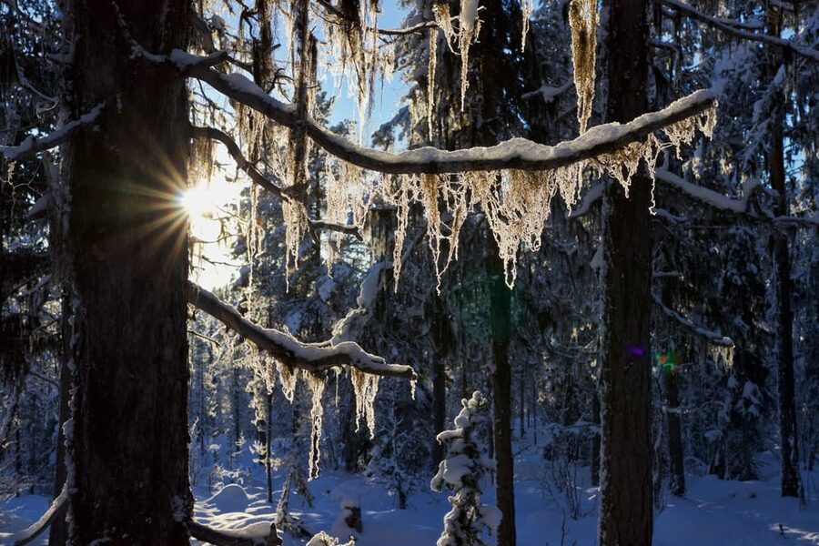 Kiruna: Morning Husky Sled Ride with Coffee Break - A wilderness cabin and Swedish fika