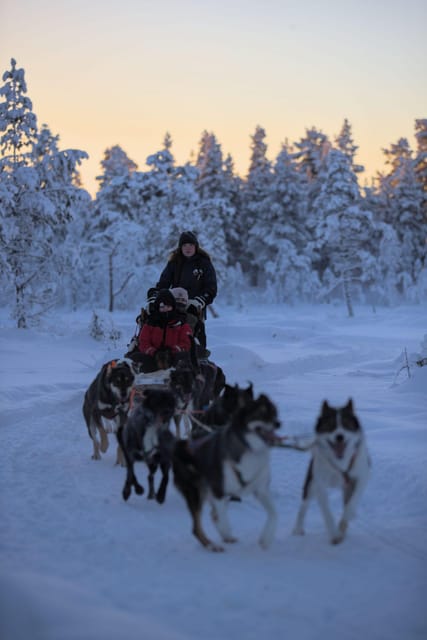 Kiruna: Morning Husky Sled Ride with Coffee Break - Wildlife and the quiet side of Kiruna