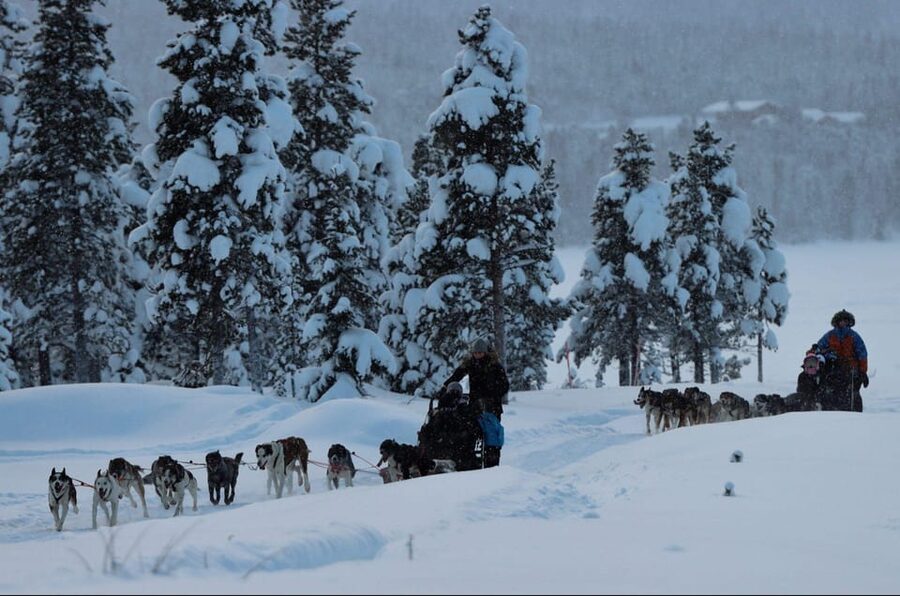 Kiruna: Morning Husky Sled Ride with Coffee Break - Riding across frozen lakes and forest tracks