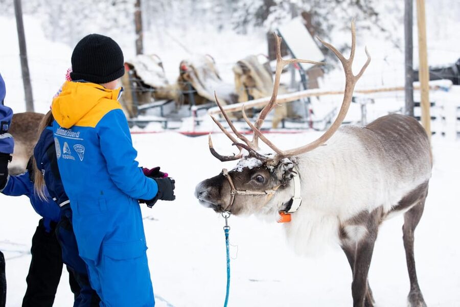 KIRUNA: Sami Reindeer Experience - Should you book the Giron Reindeer experience?