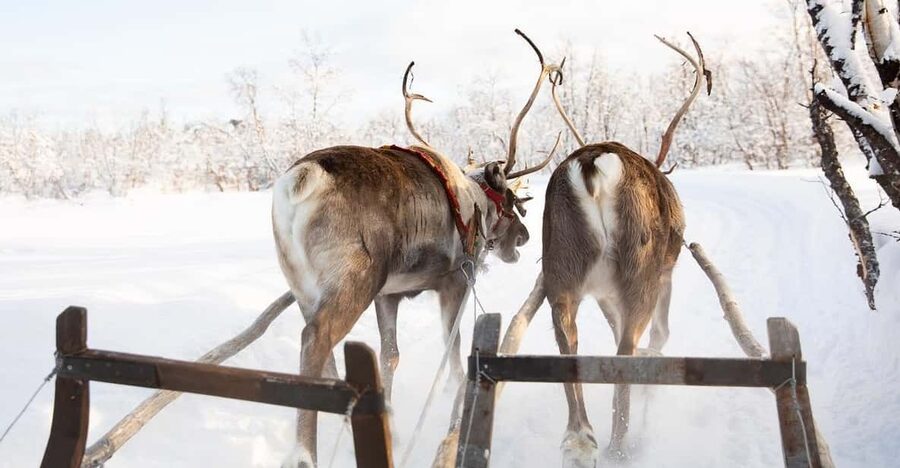 KIRUNA: Sami Reindeer Experience - Stories around the fire