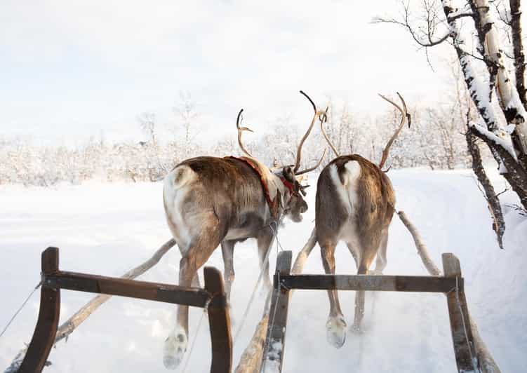 KIRUNA: Sami Reindeer Experience - Who will enjoy this Kiruna experience most