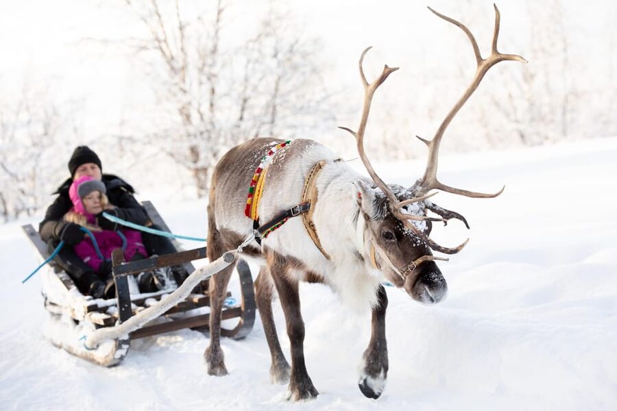 KIRUNA: Sami Reindeer Experience - Lasso practice and Sami-style skiing
