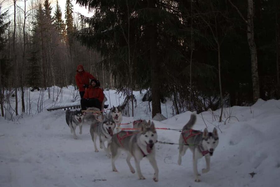 Luleå: Guided Dog Sledding Tour - Key points to know before booking