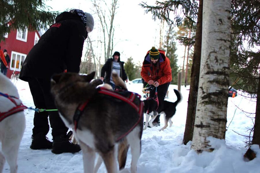 Luleå: Guided Dog Sledding Tour - Meeting the dogs before the sled leaves Ale