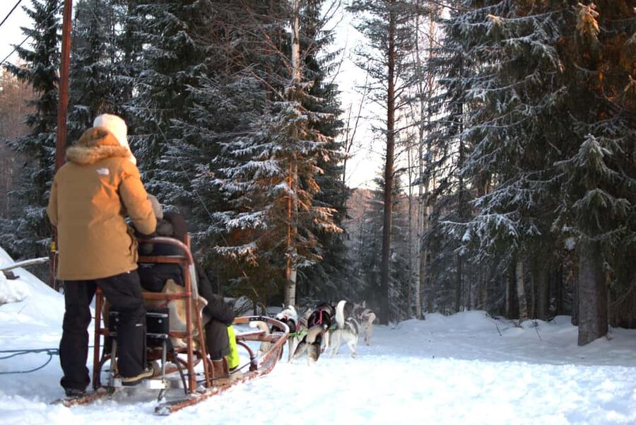 Luleå: Guided Dog Sledding Tour - Guides and language choices
