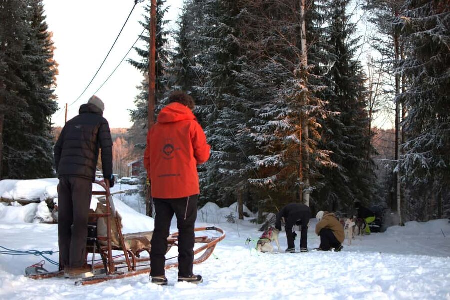 Luleå: Guided Dog Sledding Tour - Snow, ice, and cancellation concerns