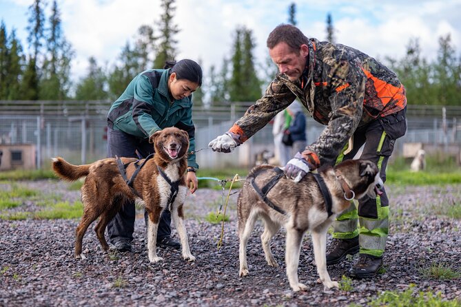 Meet 70 Huskies and Enjoy a short ATV Tour with the Huskies - Meeting 70 huskies at Snowdog near Kiruna
