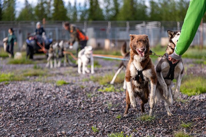 Meet 70 Huskies and Enjoy a short ATV Tour with the Huskies - Treats, harnesses, and a fire-side pause