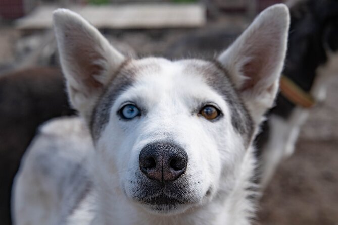 Meet 70 Huskies and Enjoy a short ATV Tour with the Huskies - What to wear for mud and dog hugs