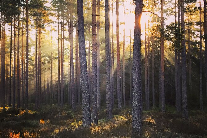 Midnight Sun and Campfire - National Park evening hike Stockholm - What the small group adds