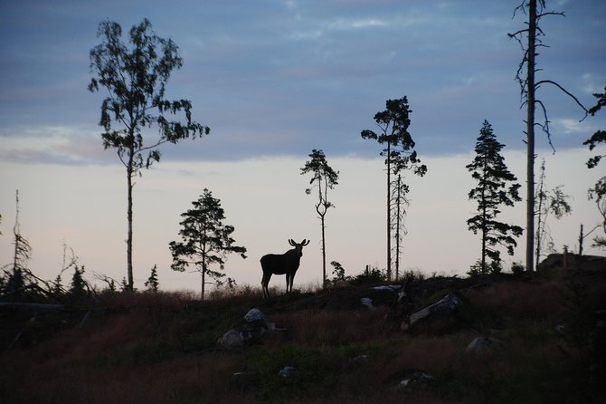 Moose safari in the wild Sweden Tiveden - At a glance