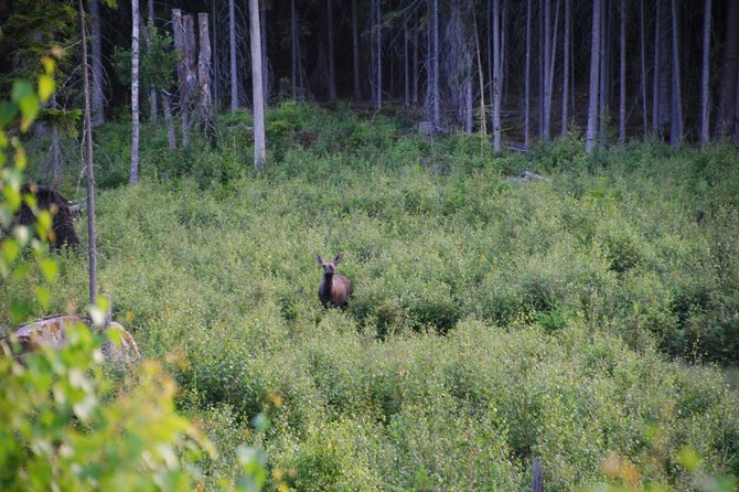 Moose safari in the wild Sweden Tiveden - What the guide adds to the evening