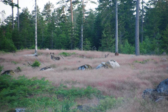Moose safari in the wild Sweden Tiveden - Small-group value at $134.45