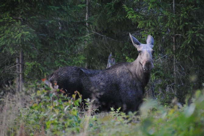Moose safari in the wild Sweden Tiveden - Reading moose tracks in Tiveden