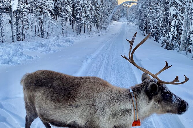 Private snowmobile day tours - Who will enjoy this day most