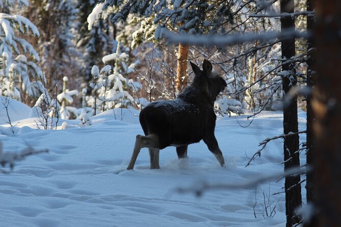 Private snowmobile day tours - Snowmobile tracks through Sweden’s taiga