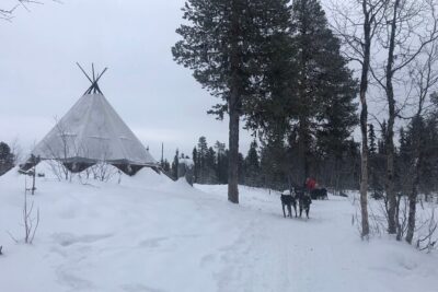 Sit Back and Relax Morning Husky Tour
