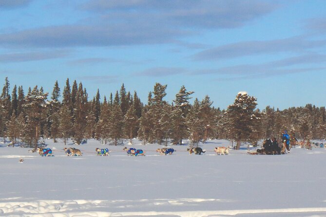 Sit Down Husky Ride Dog Sled Tour in Kiruna - A gentle husky ride rather than a driving lesson