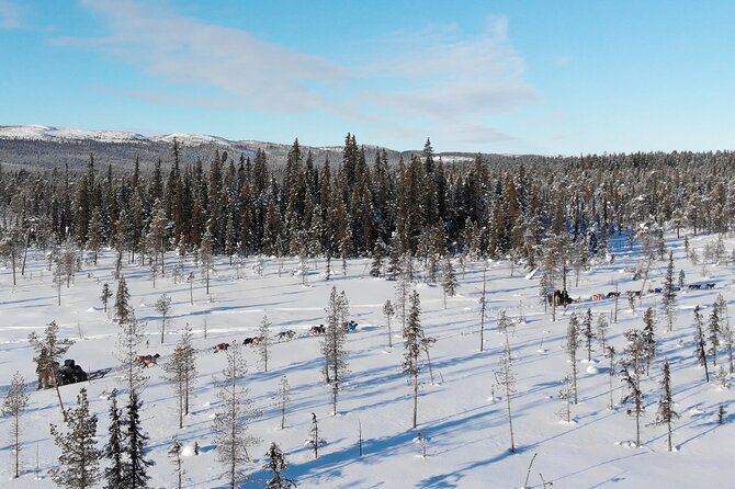 Sit Down Husky Ride Dog Sled Tour in Kiruna - Twelve dogs, one quiet winter route