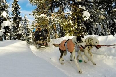 Sit Down Husky Ride Dog Sled Tour in Kiruna