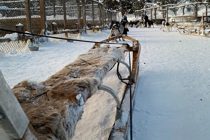 Sit Down Husky Ride Dog Sled Tour in Kiruna - Who will enjoy this tour most