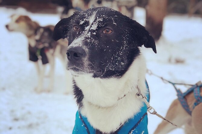 Sit Down Husky Ride Dog Sled Tour in Kiruna - Booking details that can save you trouble