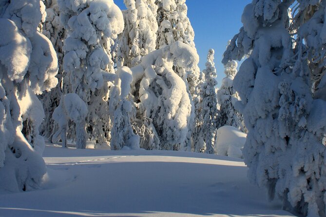 Snowshoe in a Winter Forest - Why the small group improves the experience
