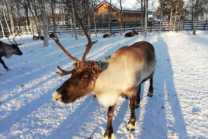 Stockholm Christmas Tour and Food Tasting Experience - Ending at Kungsträdgården with glögg and gingerbread