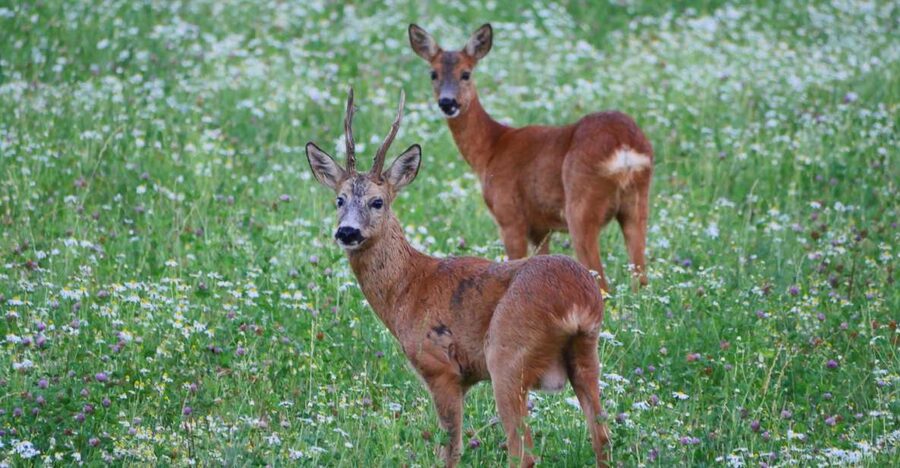 Stockholm: Evening Wildlife Safari with Midsummer Meal - Key points at a glance