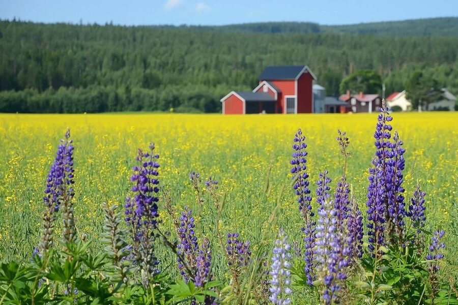 Stockholm: Evening Wildlife Safari with Midsummer Meal - Leaving Stockholm for the Swedish countryside
