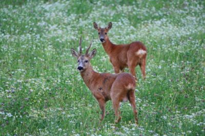 Evening Wildlife Safari with Midsummer Meal