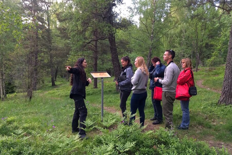 Stockholm: Evening Wildlife Safari with Midsummer Meal - Is $177 a fair price?