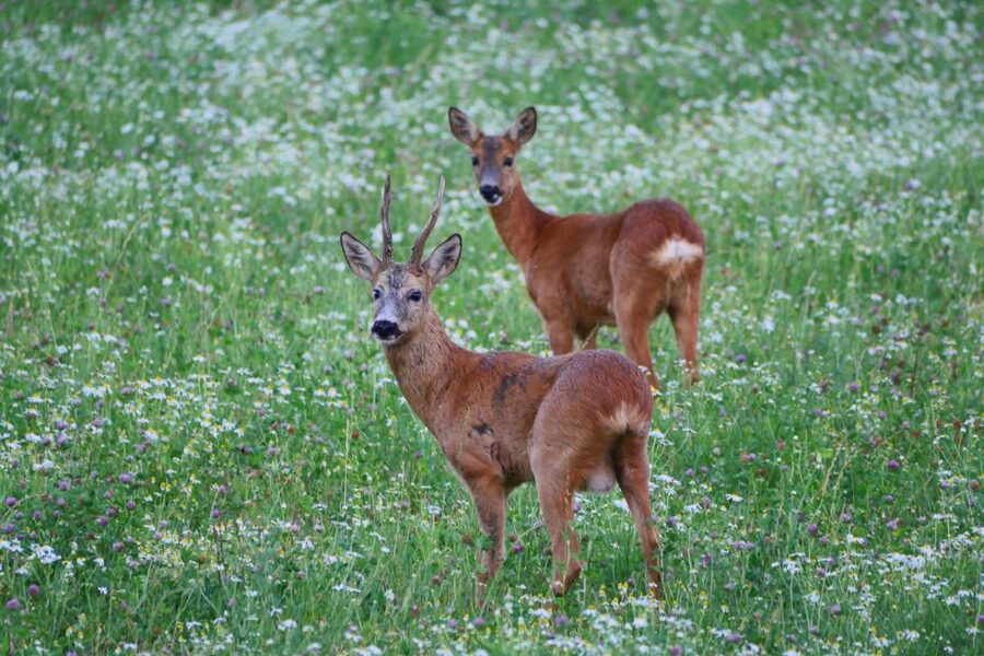 Stockholm: Evening Wildlife Safari with Midsummer Meal - A short forest walk before the safari