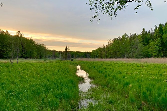 Stockholm: Sunset Hike in Tyresta National Park with Meal - The first 1.5 hours through old forest