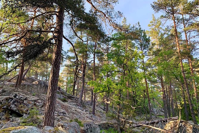 Stockholm: Sunset Hike in Tyresta National Park with Meal - An evening in an old Swedish forest