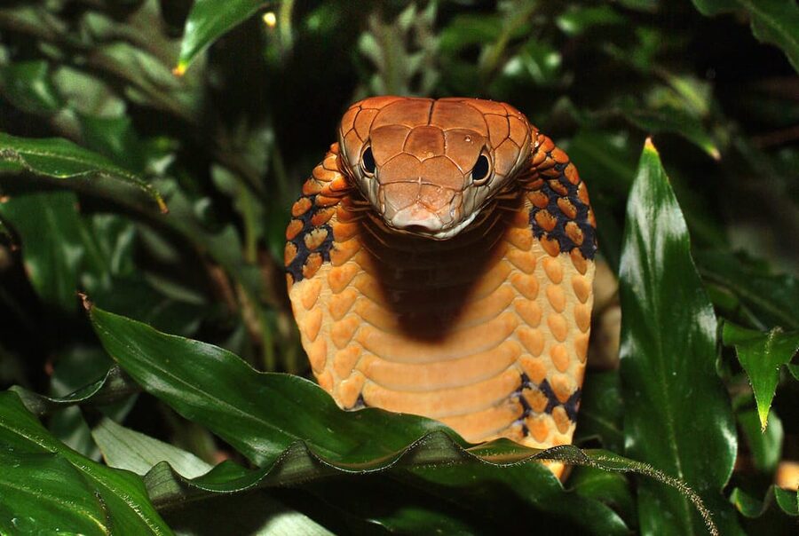 Stockholm: The Skansen Aquarium Entry Ticket - The petting corner: snakes and tarantulas