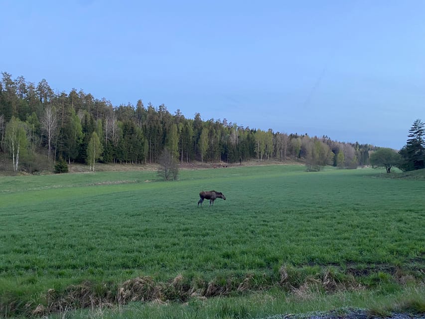 Stockholm: Wildlife Safari - The guide brings the forest into focus
