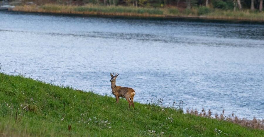 Stockholm: Wildlife Safari - Campfire food gives the evening a welcome pause