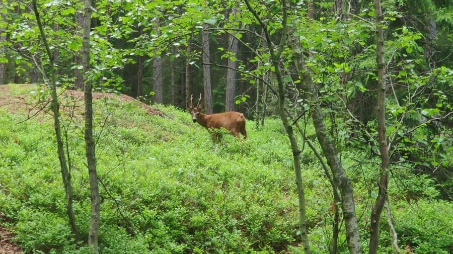 Stockholm: Wildlife Safari - Who should book this safari?